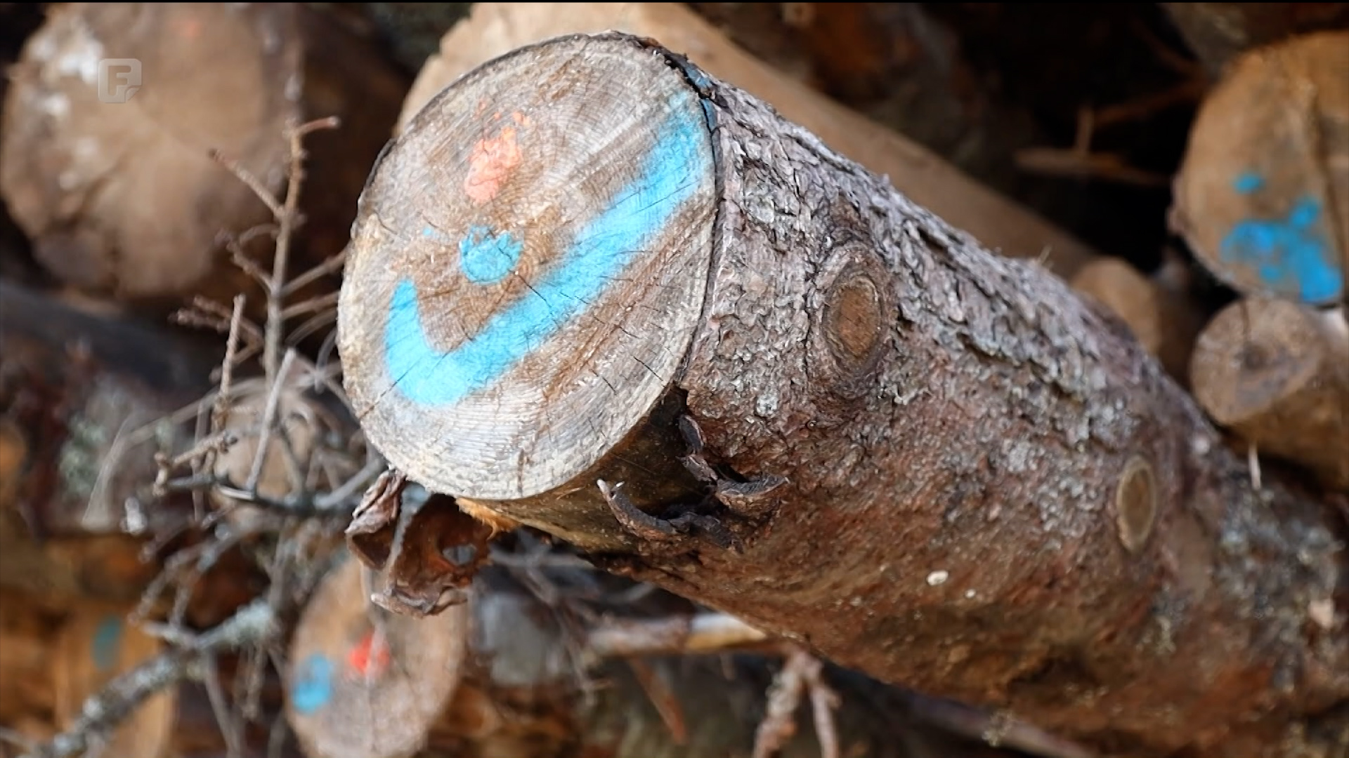 Na Kupresu konferencija o šumarstvu: Čekajući zakon o šumama FBiH